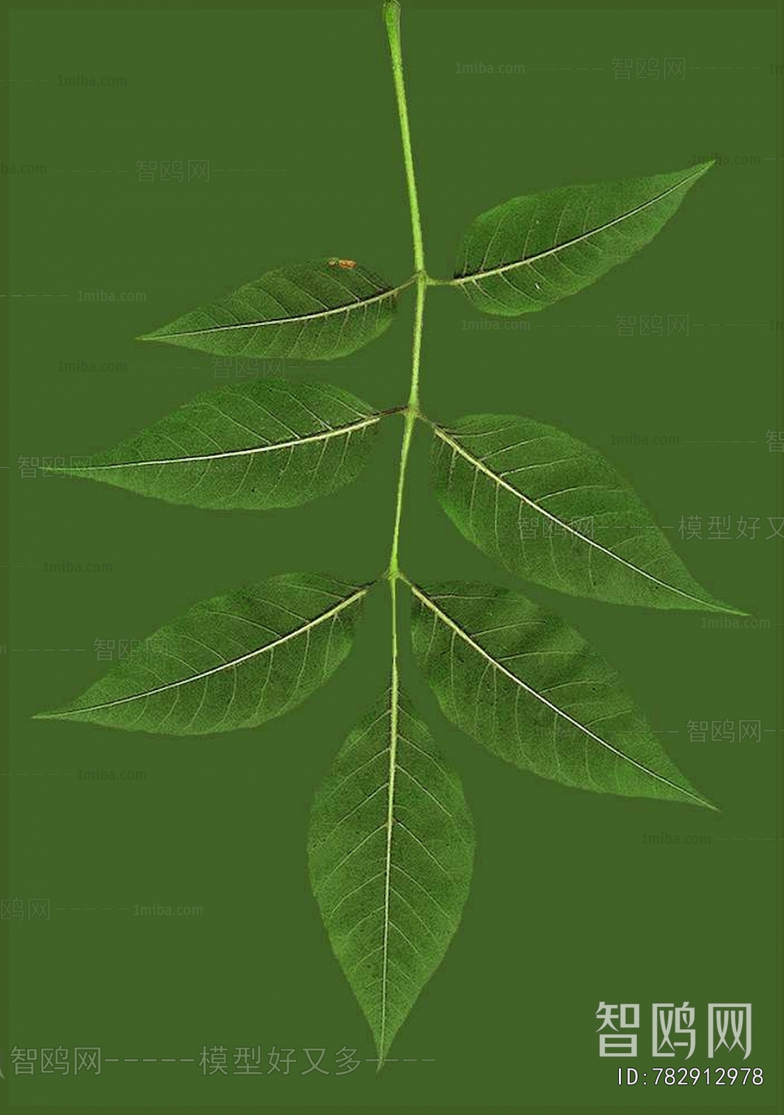 Plant Leaves