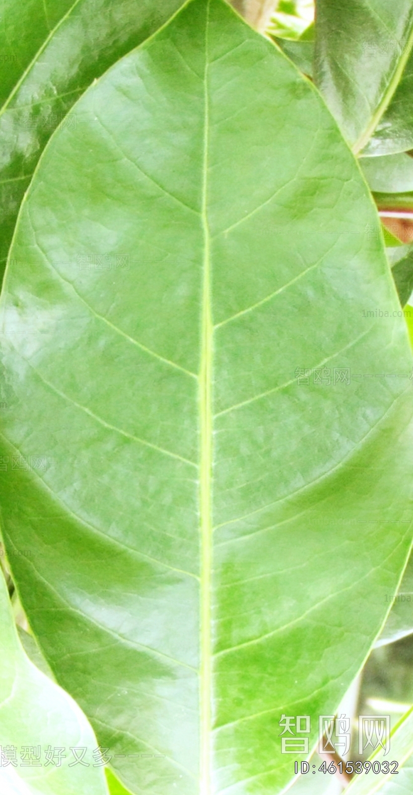 Plant Leaves