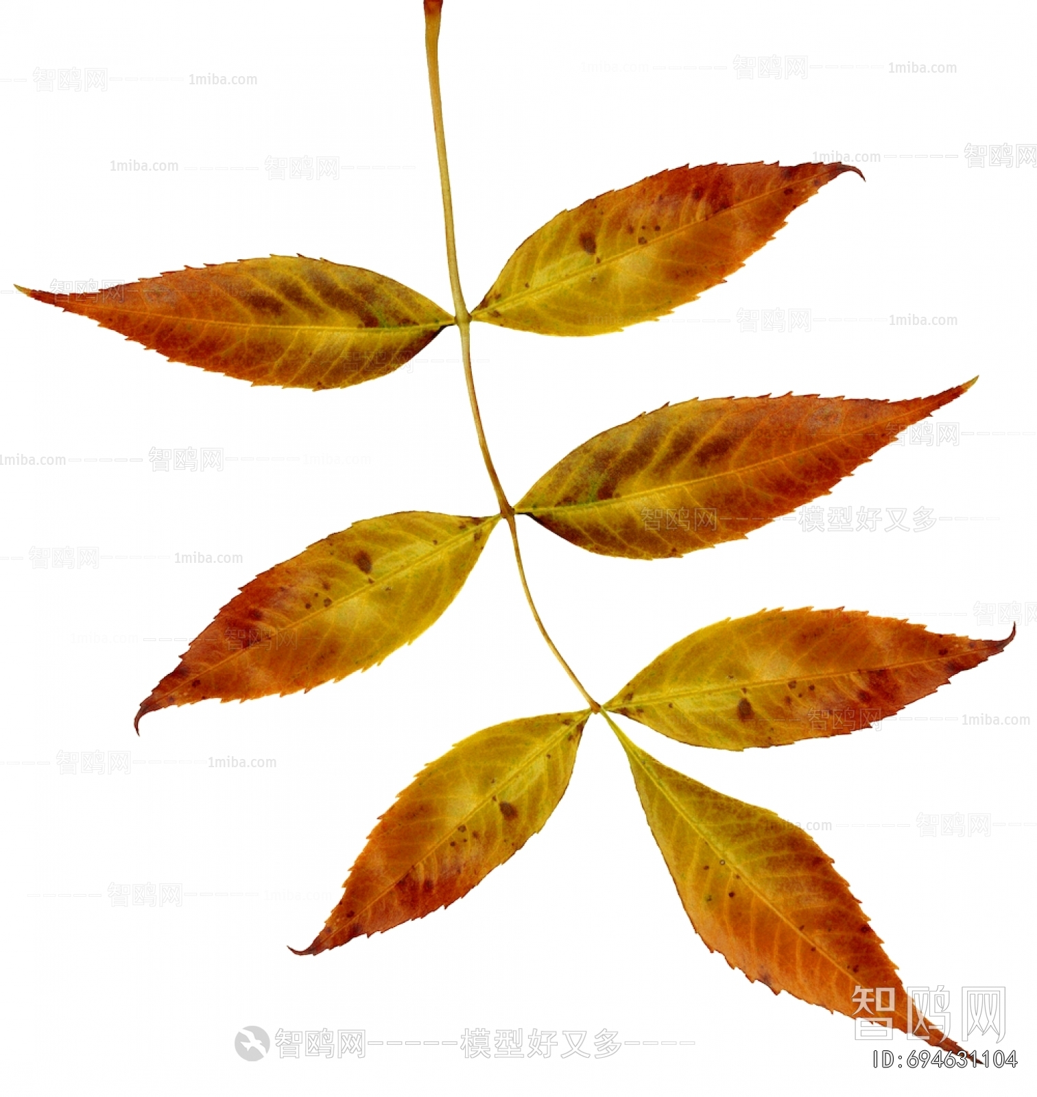 Plant Leaves