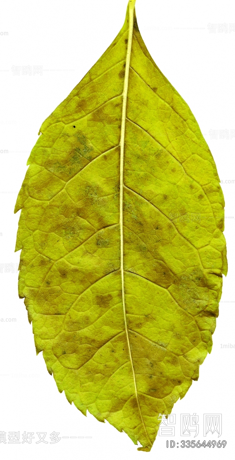植物树叶