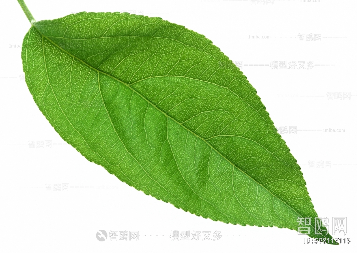 Plant Leaves