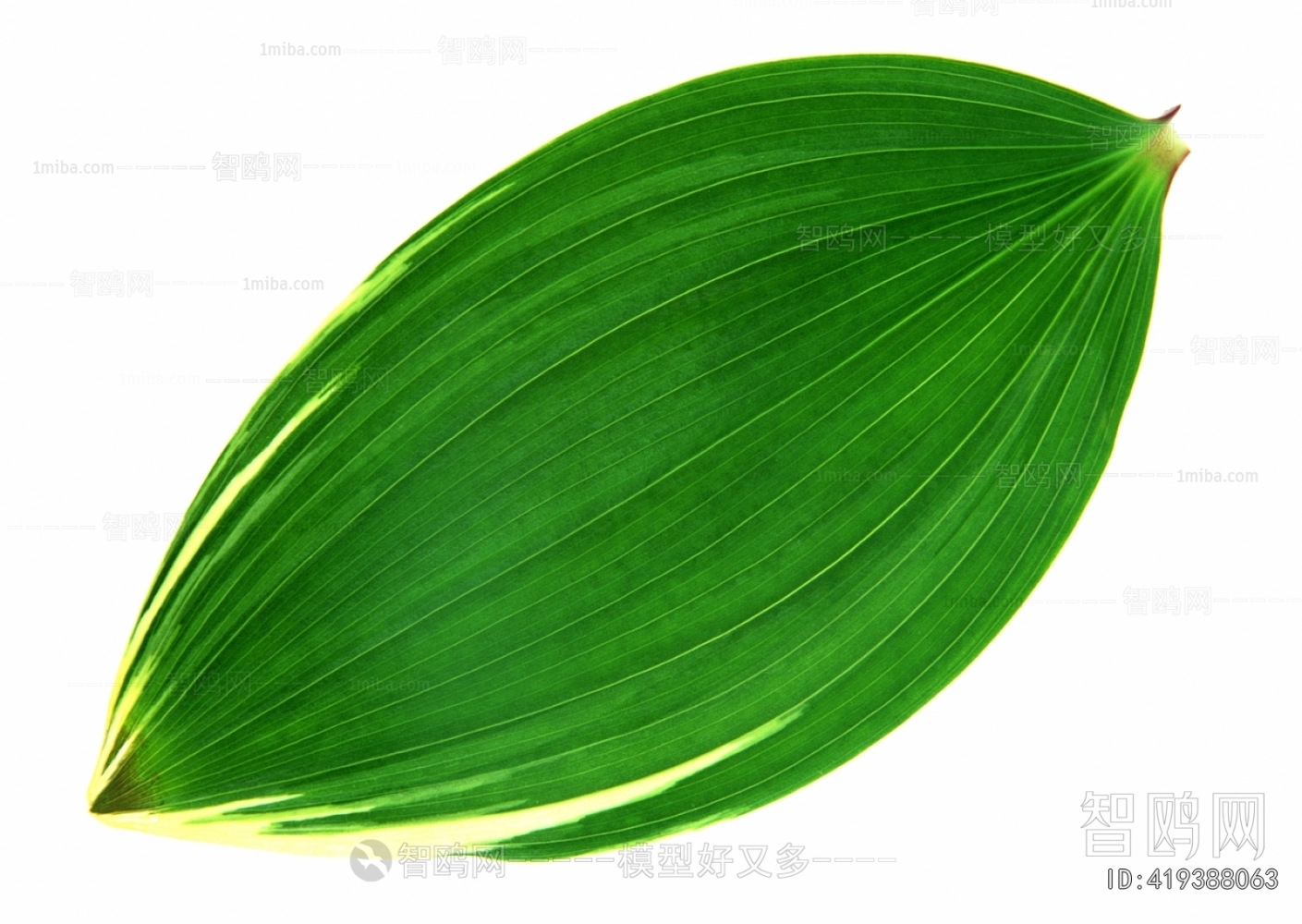 Plant Leaves