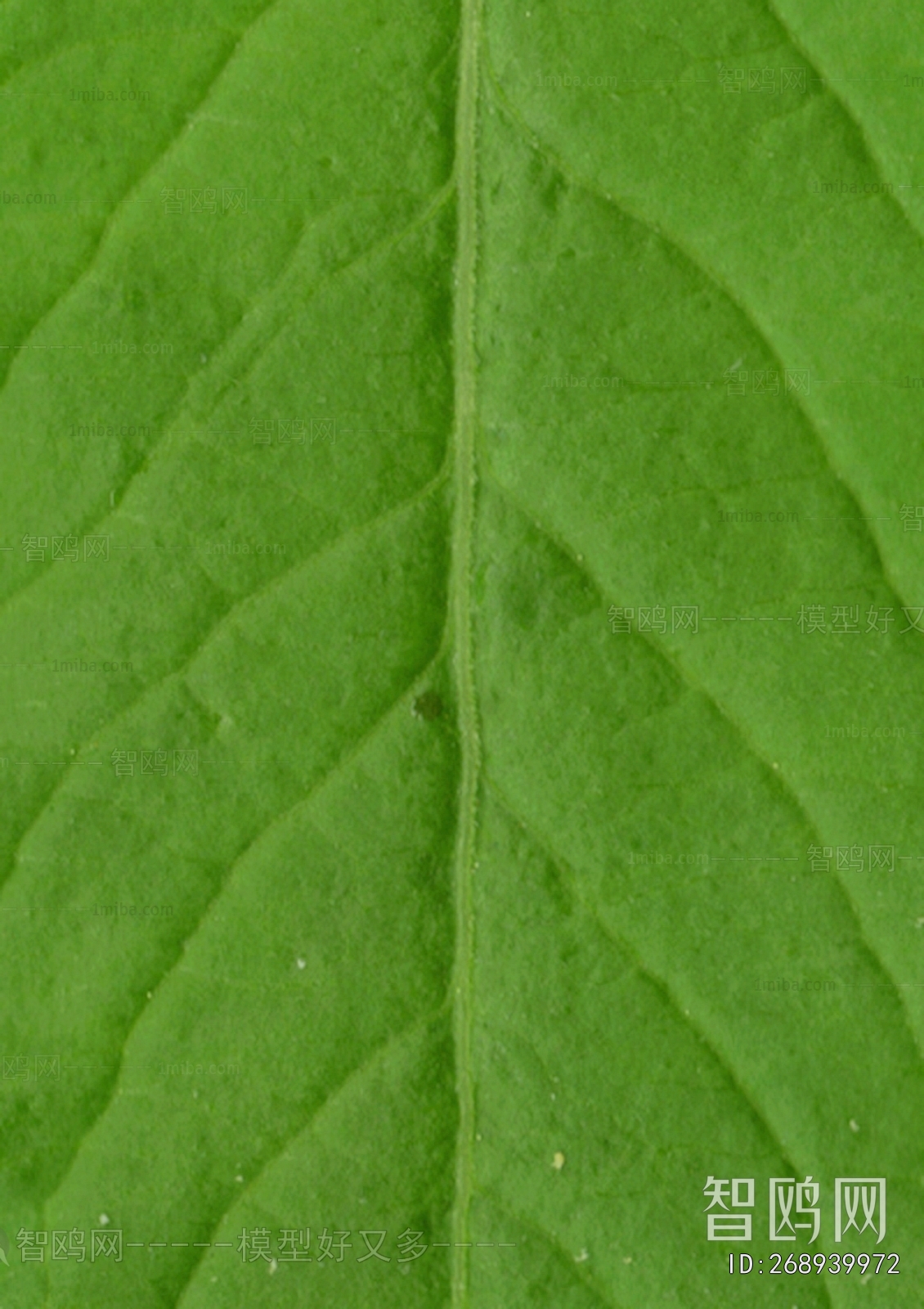Plant Leaves