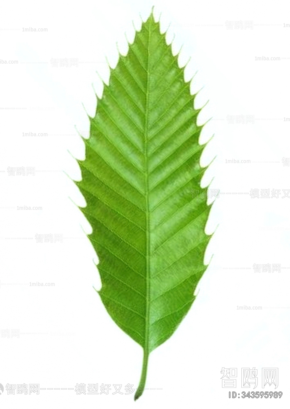 Plant Leaves
