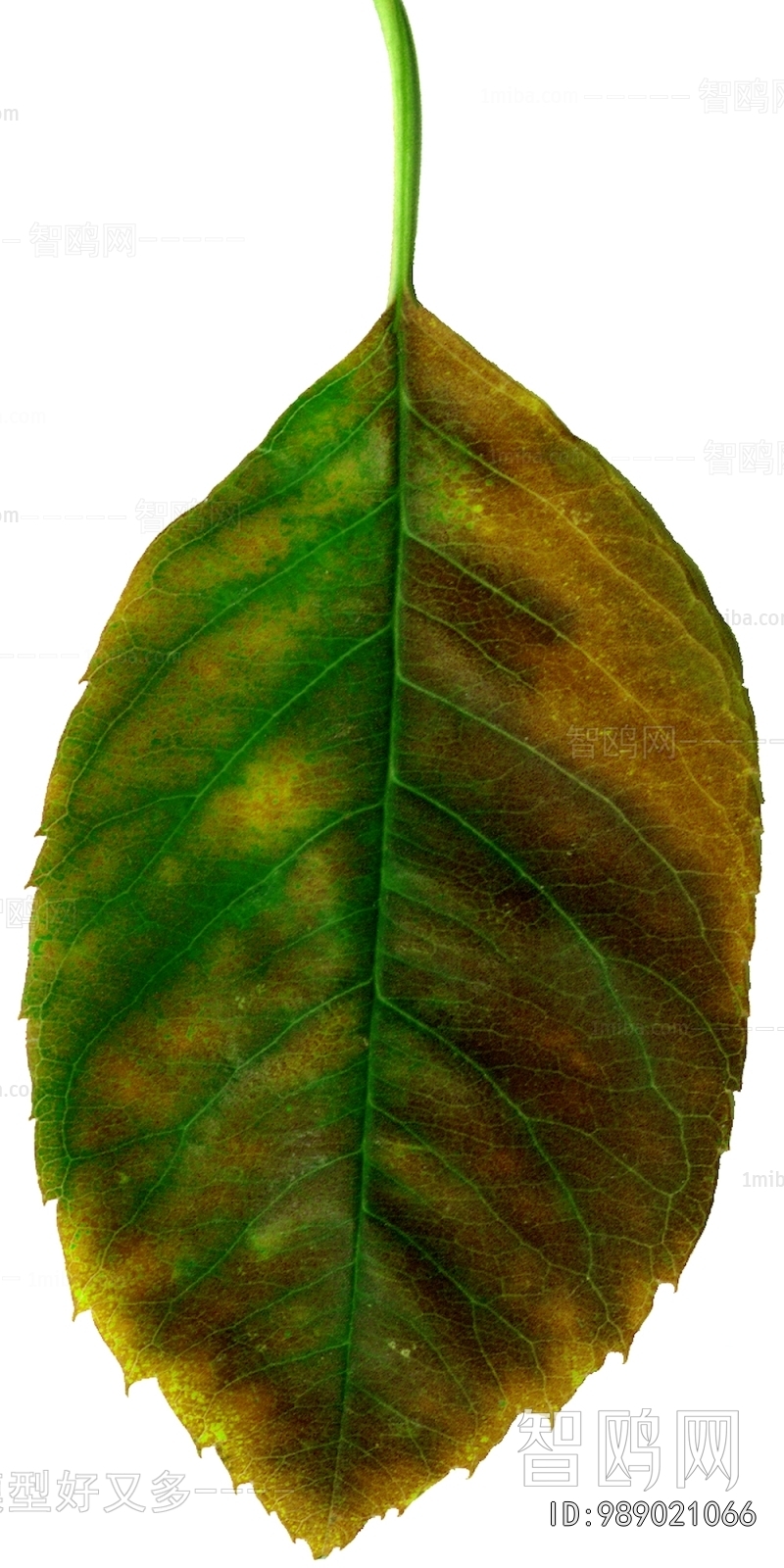 Plant Leaves