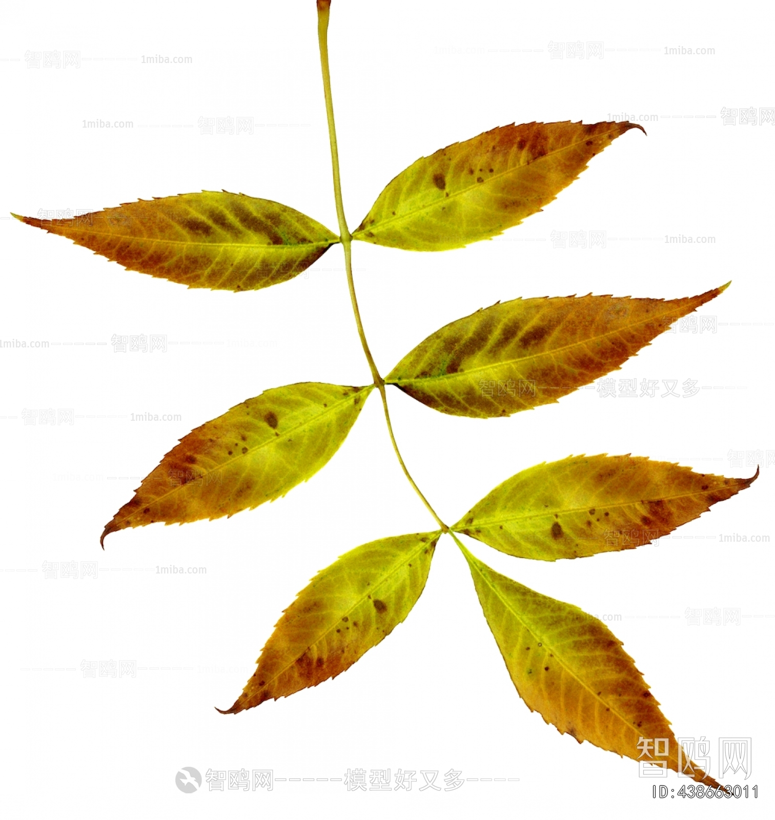 Plant Leaves
