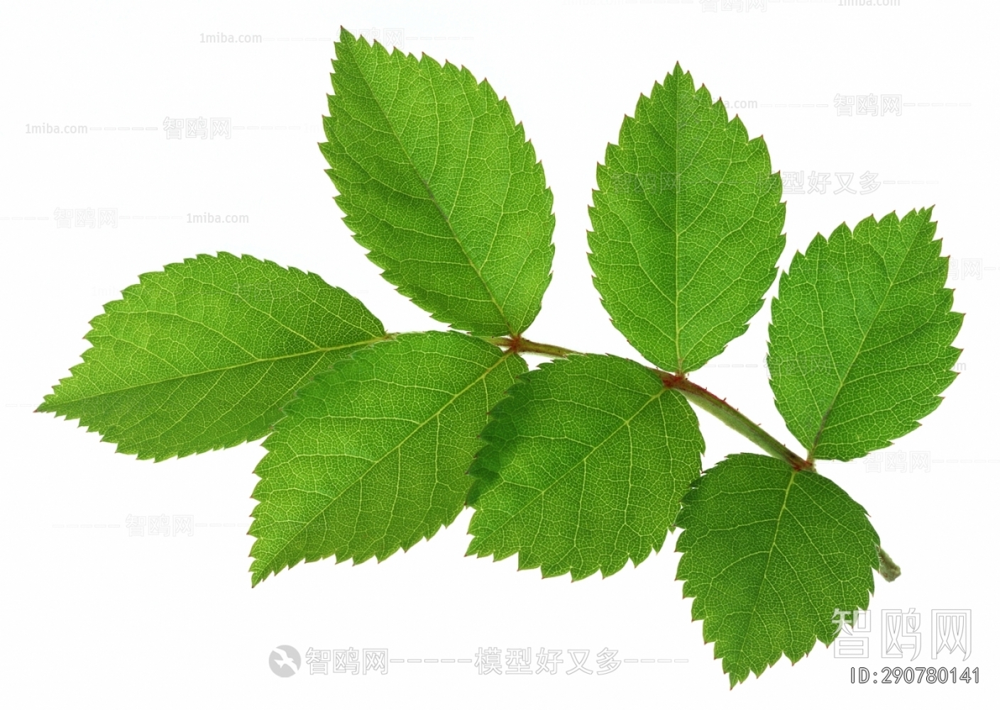 Plant Leaves