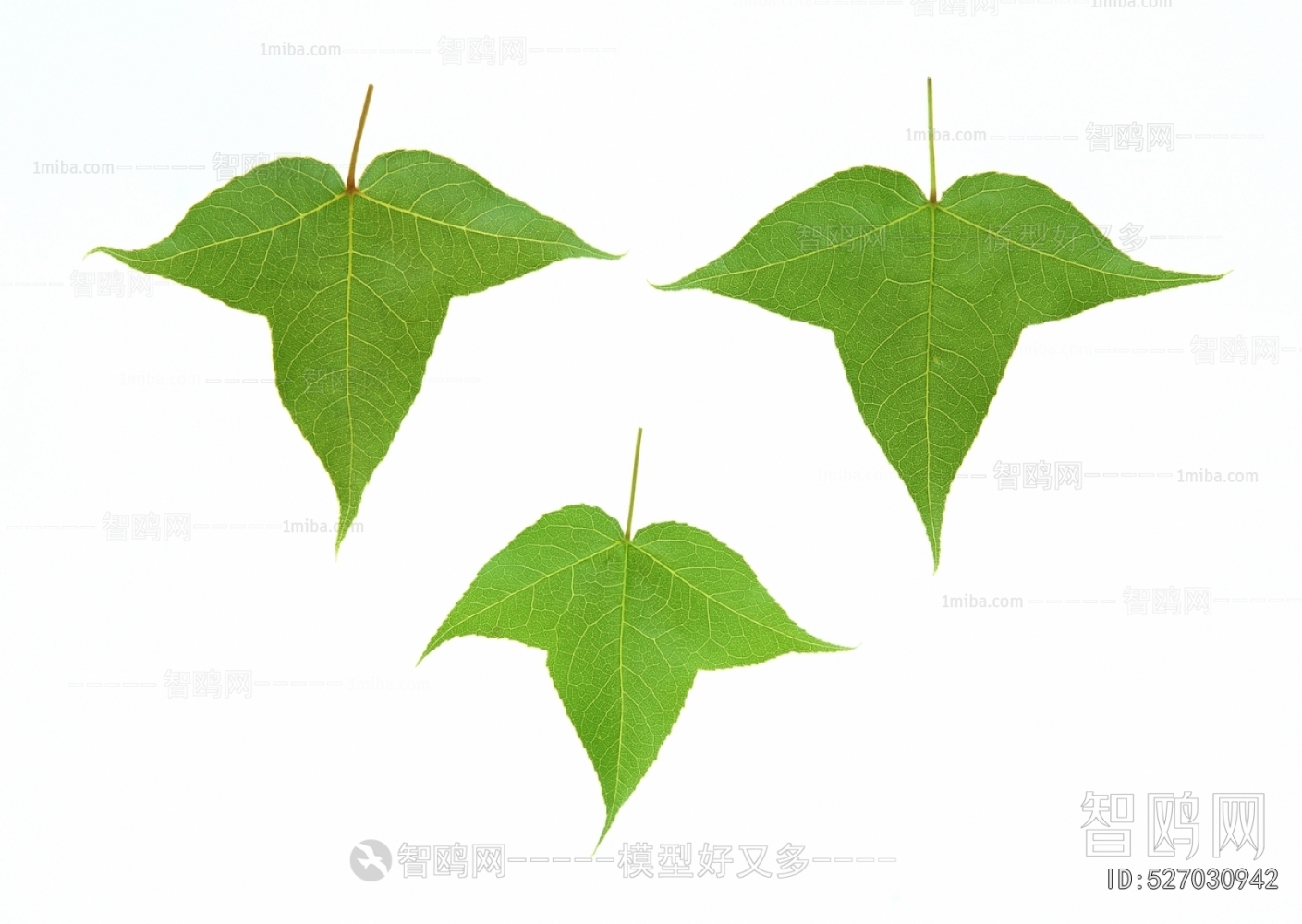 Plant Leaves