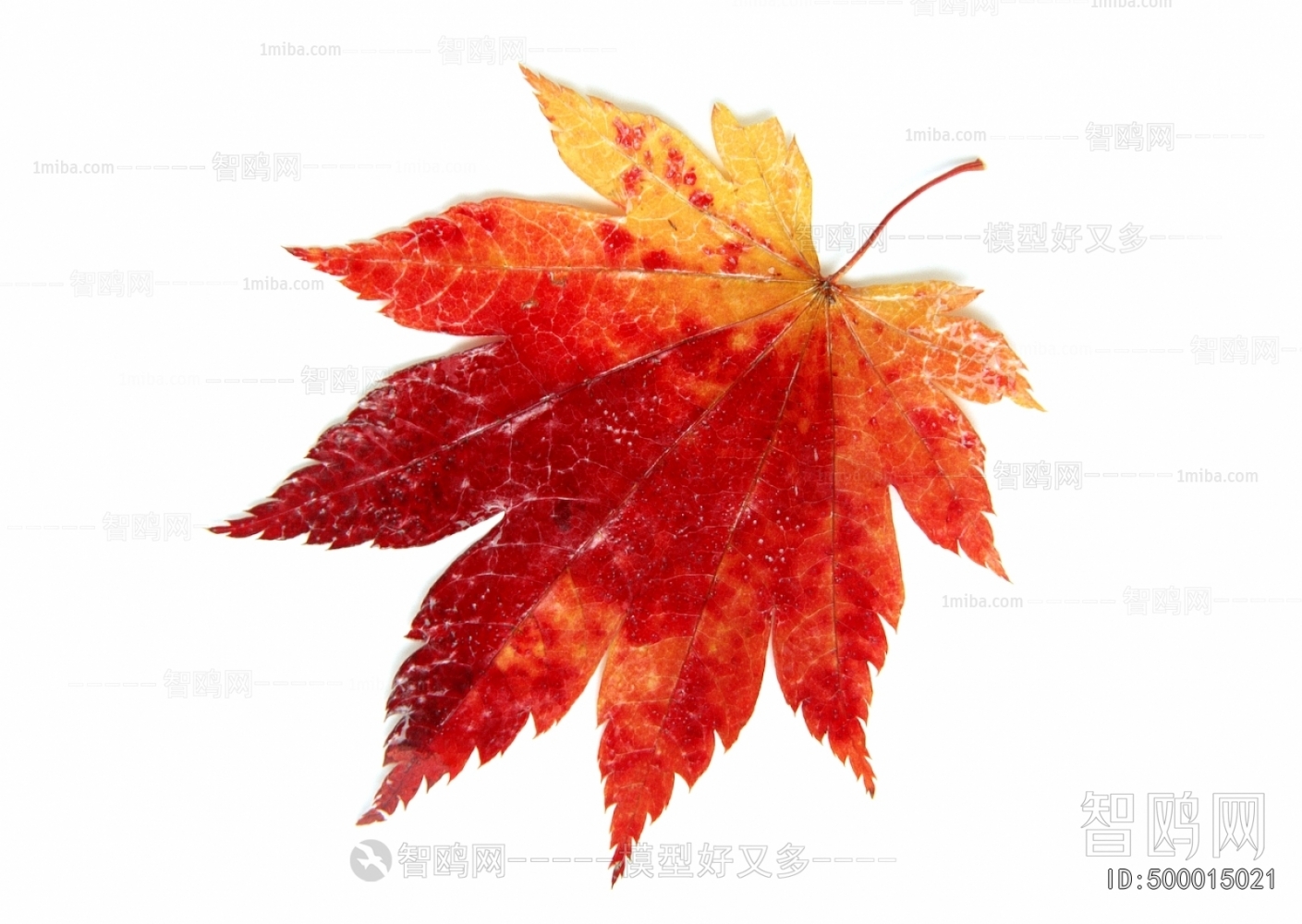 植物树叶