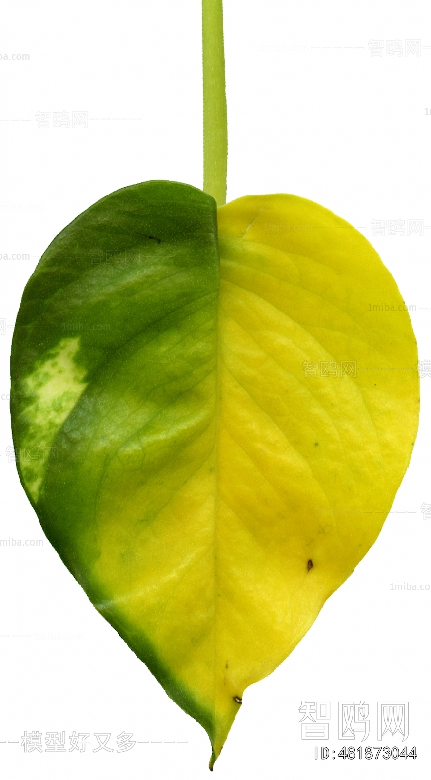 Plant Leaves