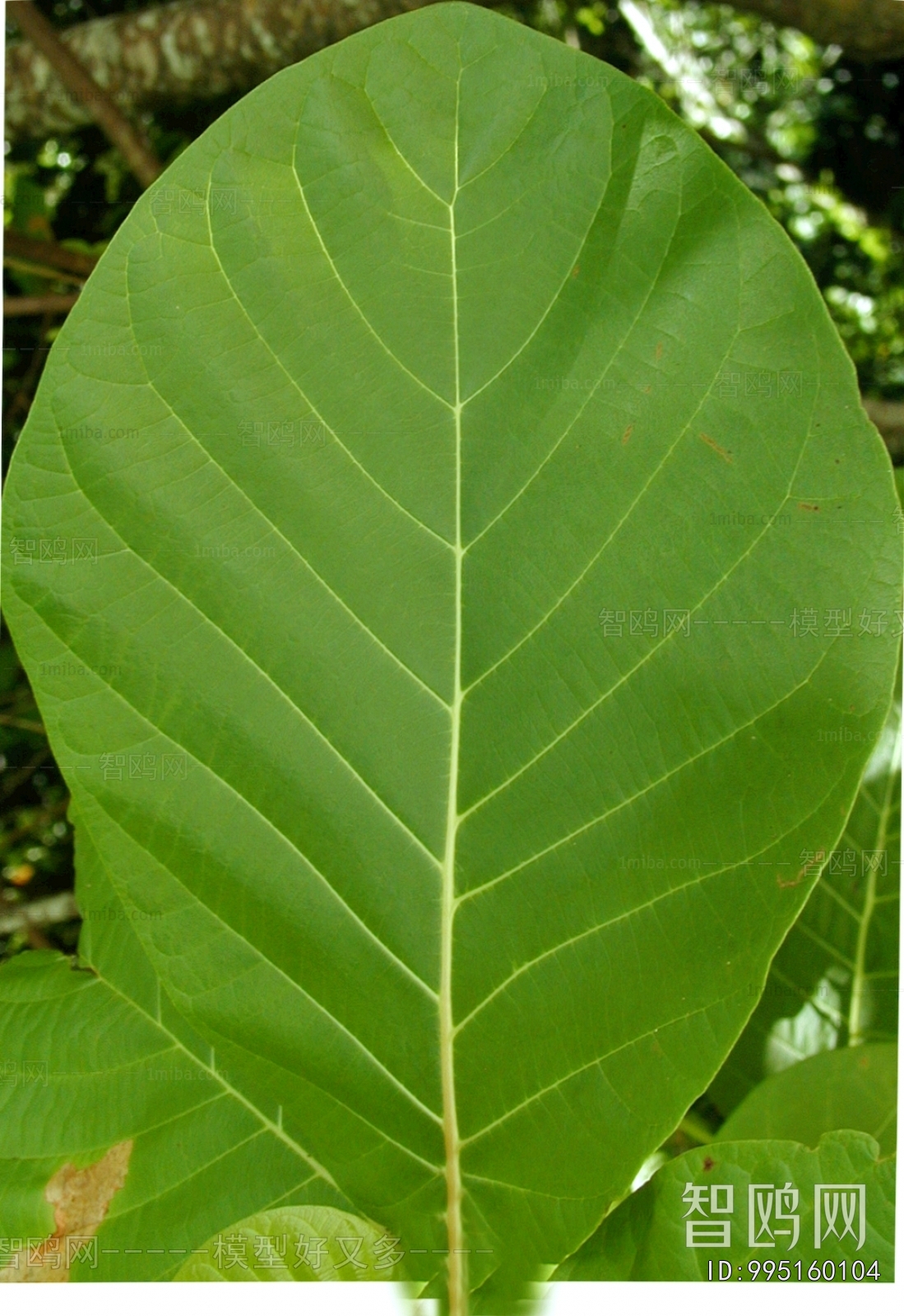 Plant Leaves