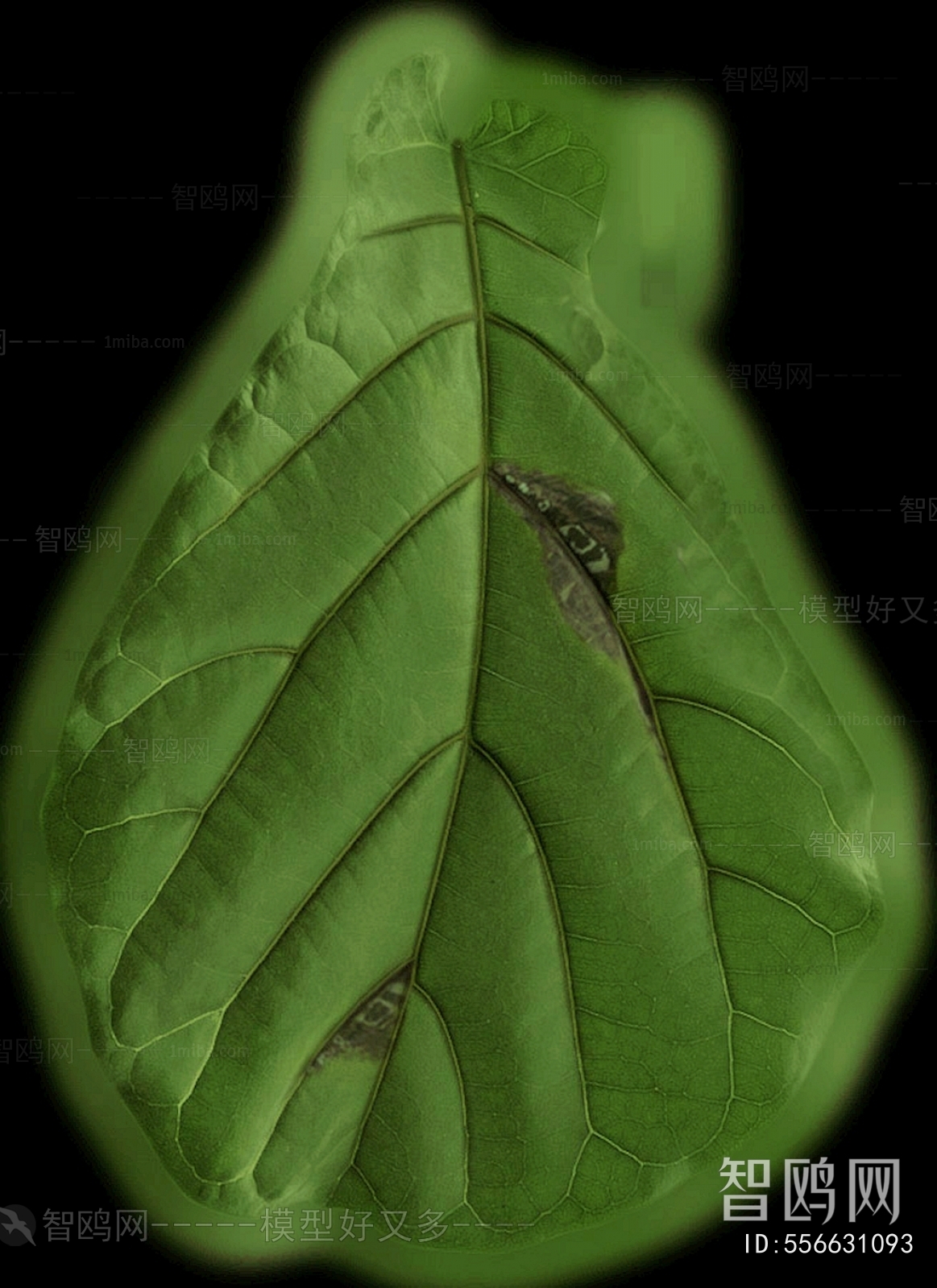 Plant Leaves