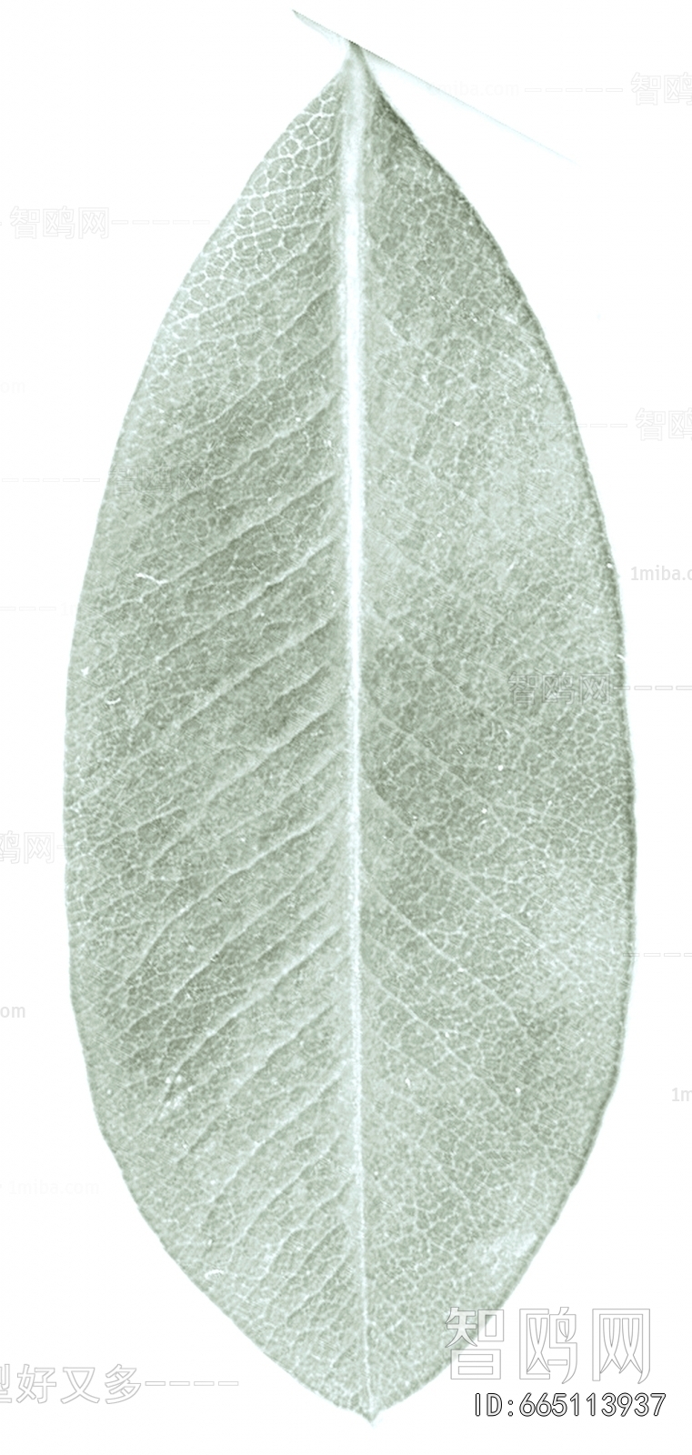 Plant Leaves