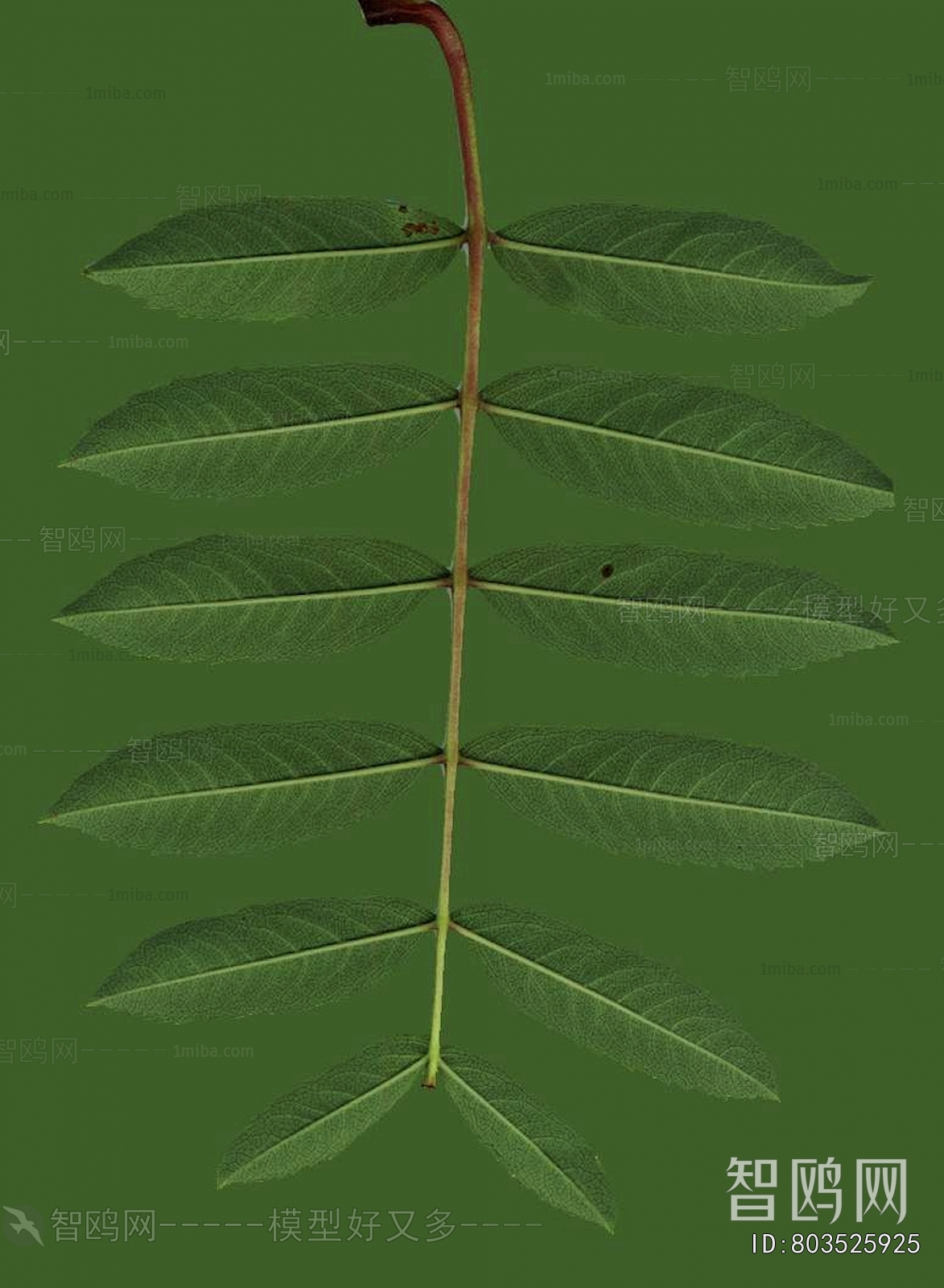 Plant Leaves
