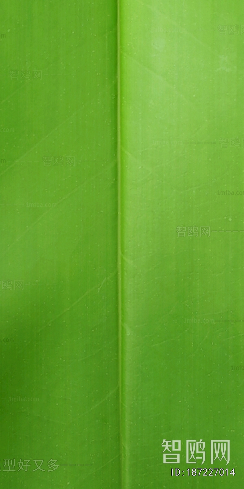 Plant Leaves
