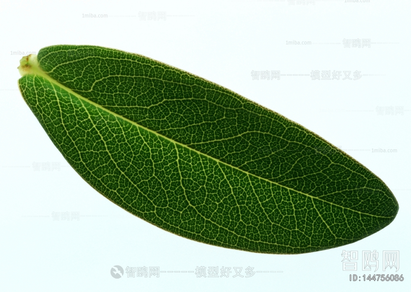 Plant Leaves