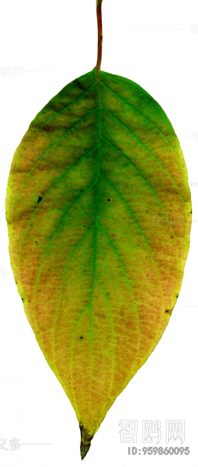 Plant Leaves