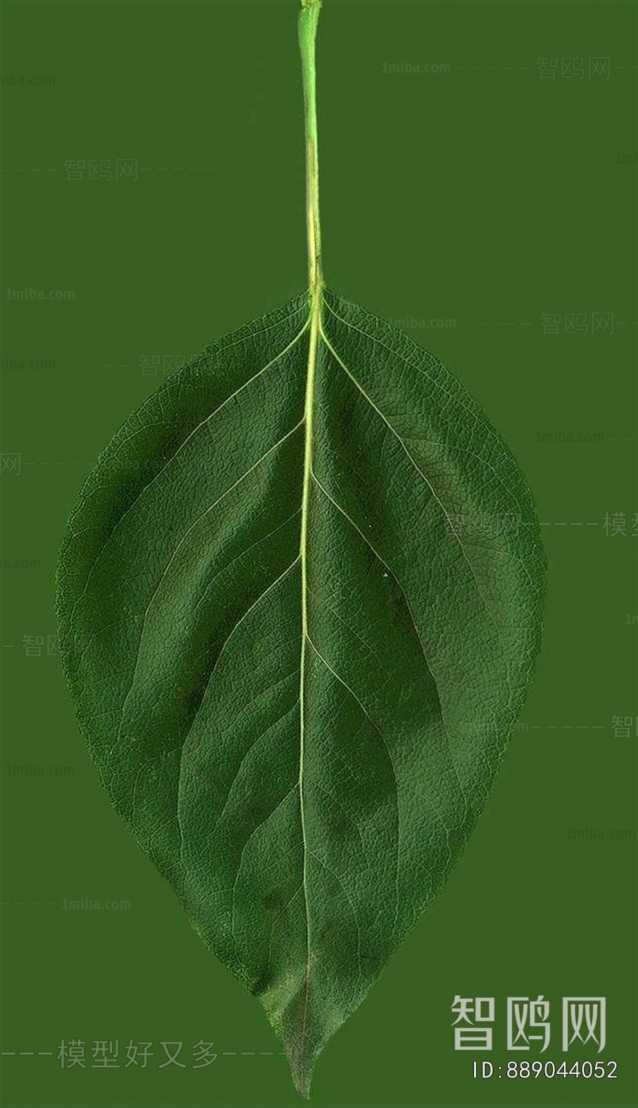 Plant Leaves