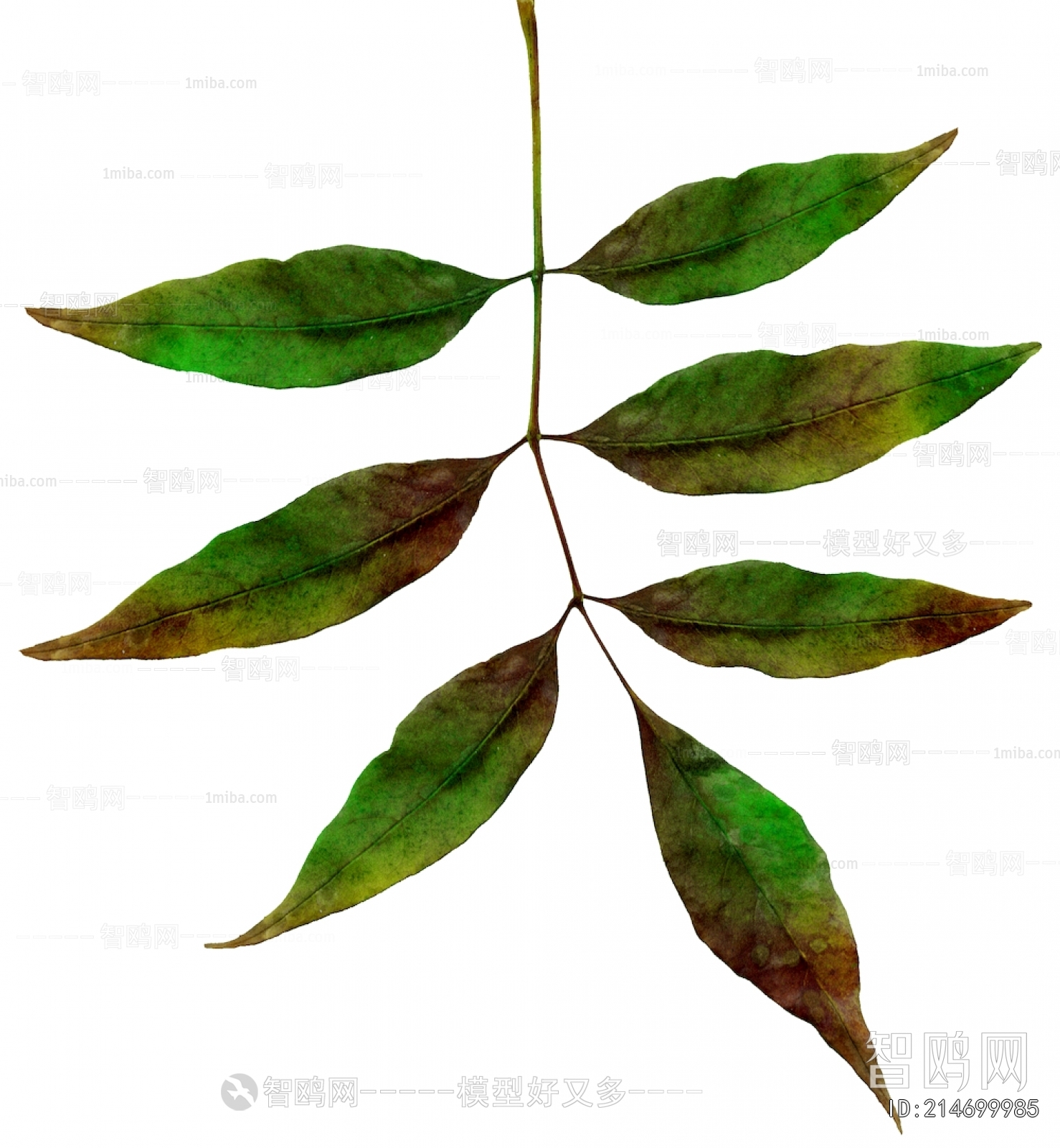 Plant Leaves