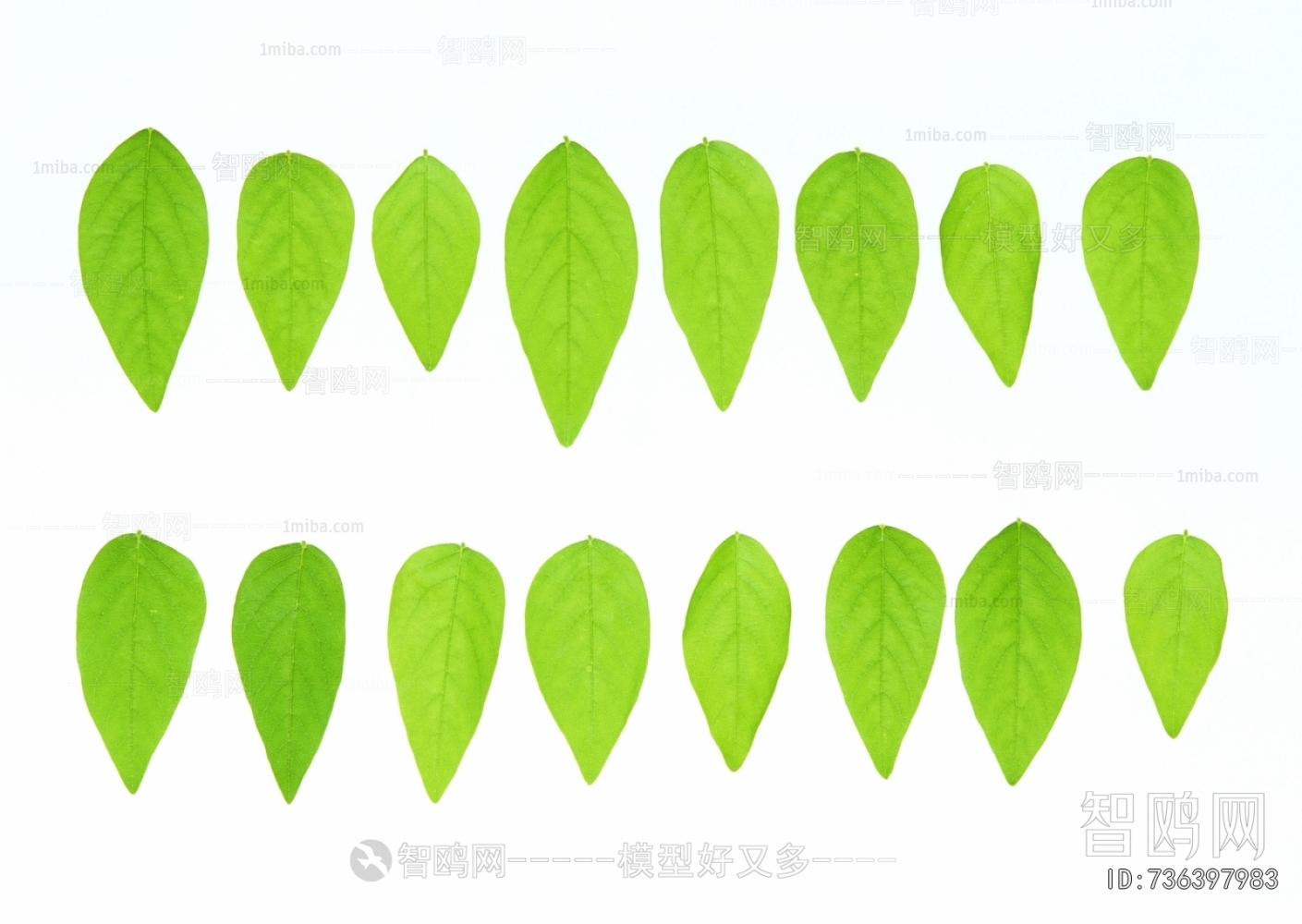 树叶