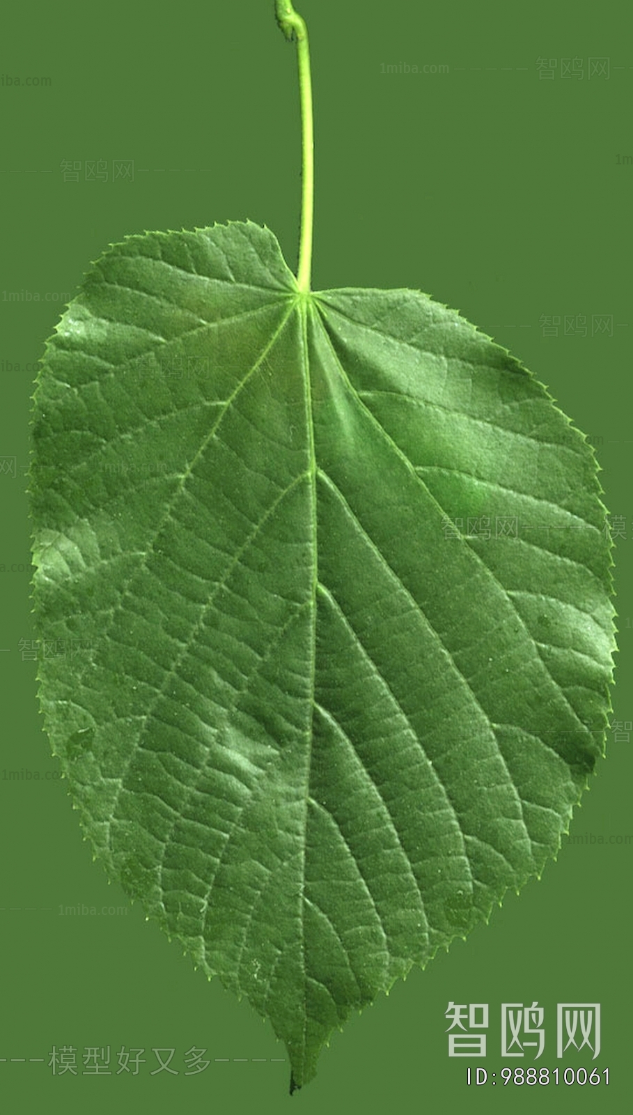 Plant Leaves