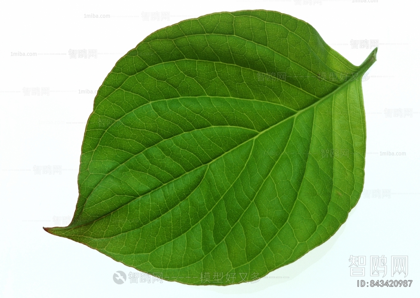 Plant Leaves
