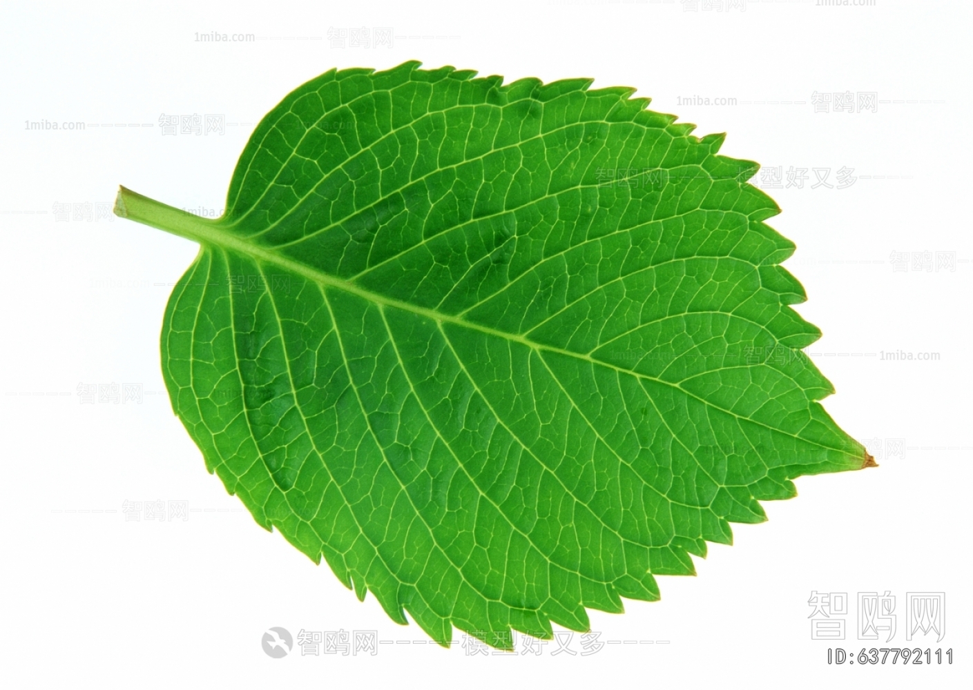 Plant Leaves