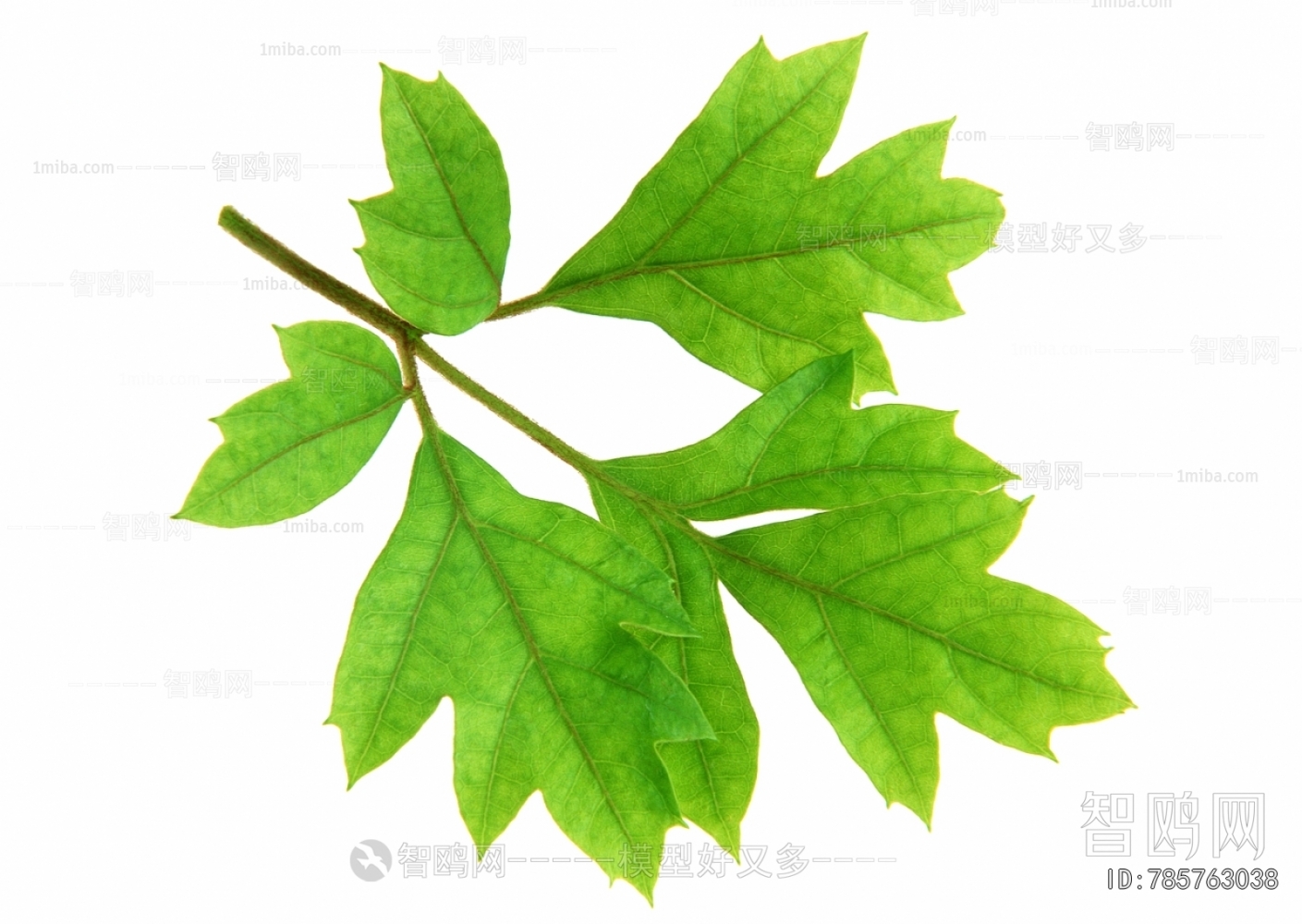 Plant Leaves