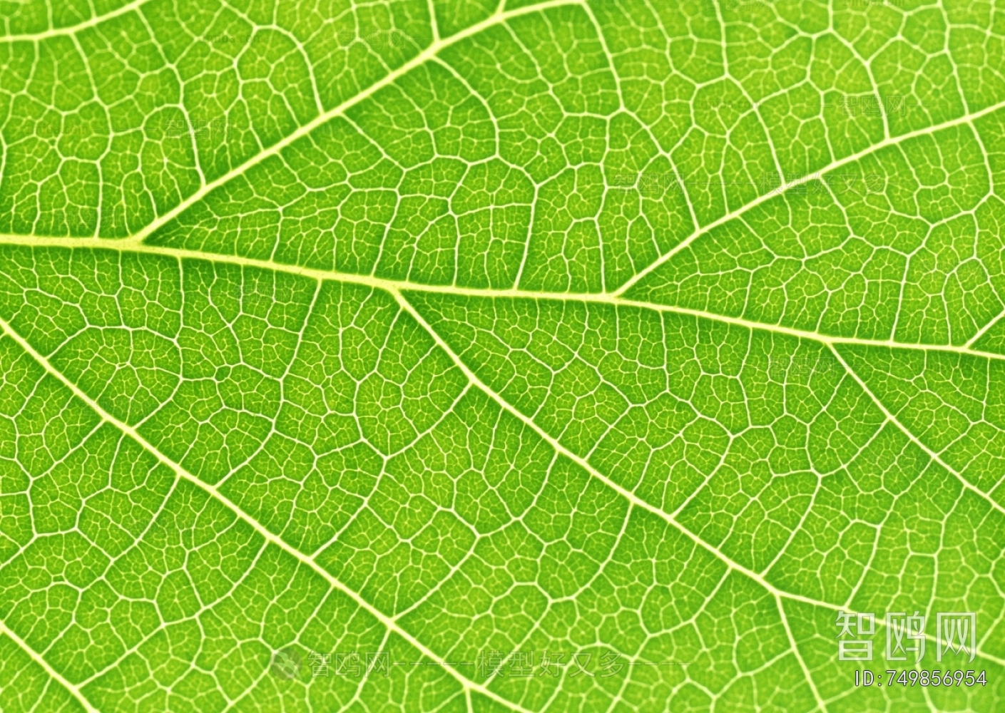 Plant Leaves