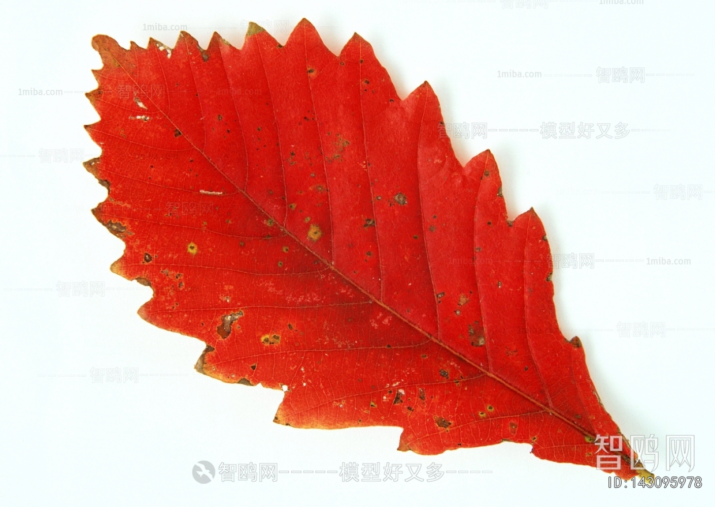 植物树叶