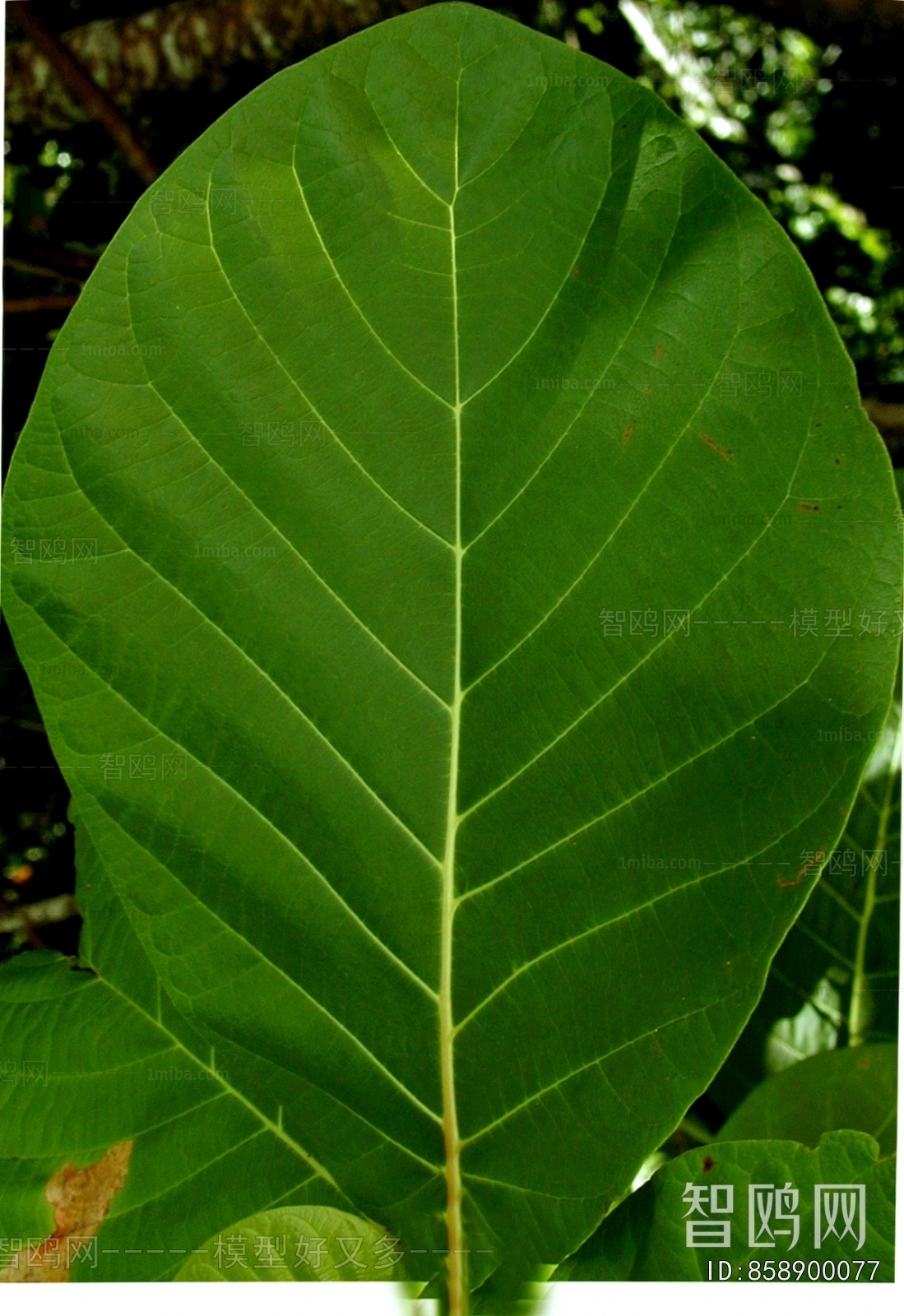 植物树叶