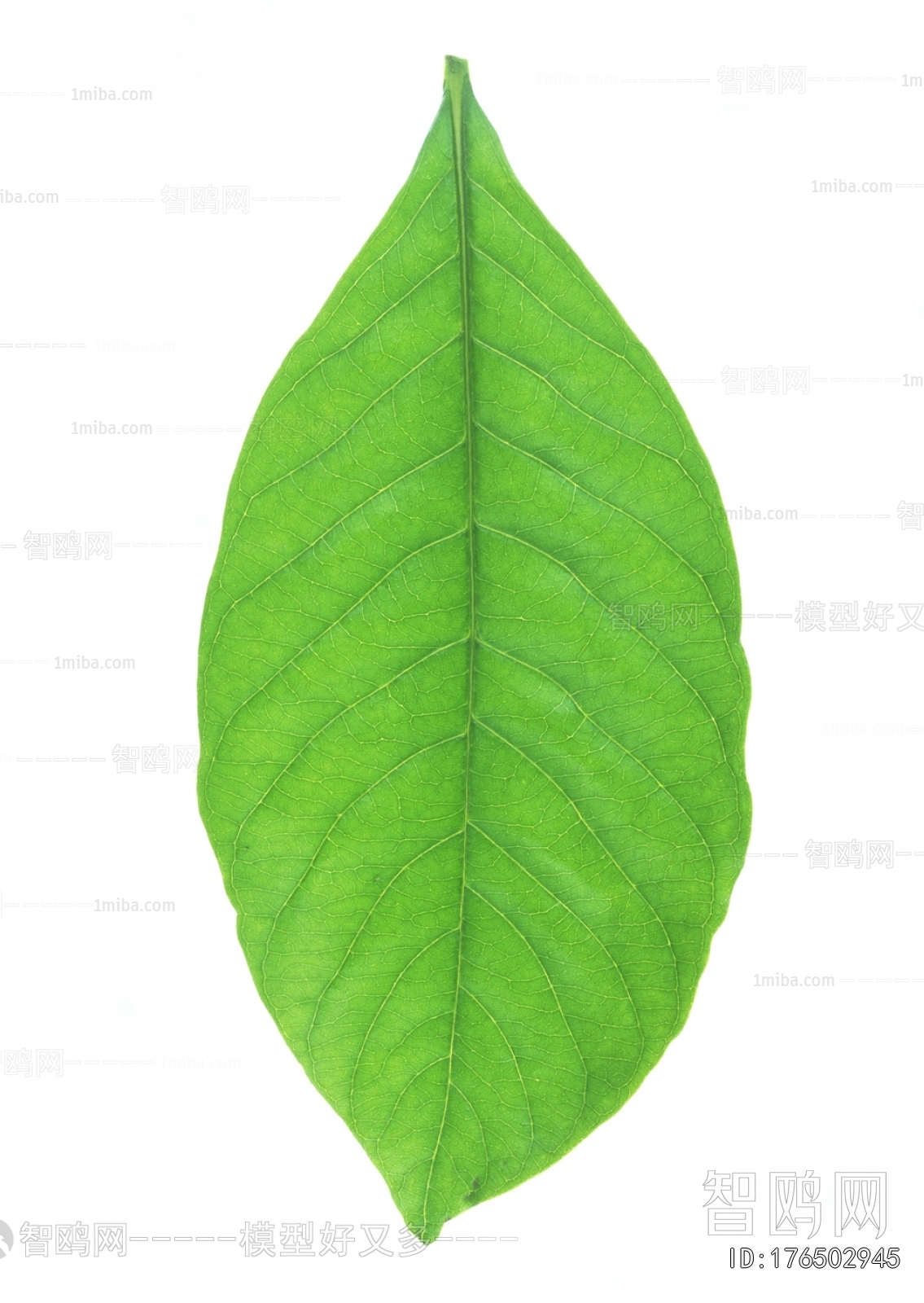Plant Leaves