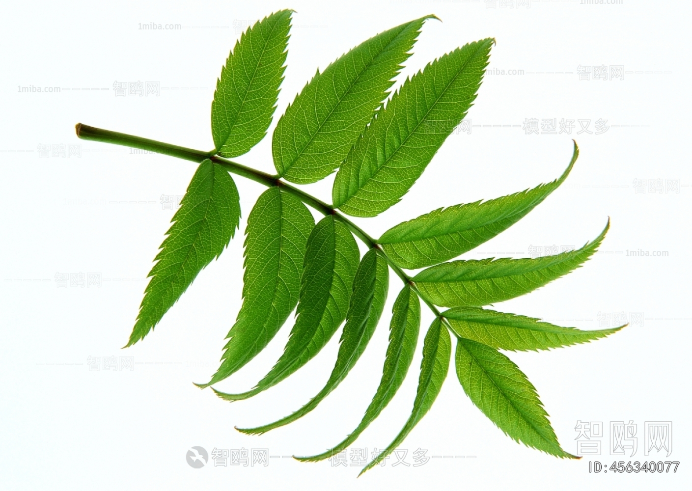 植物树叶
