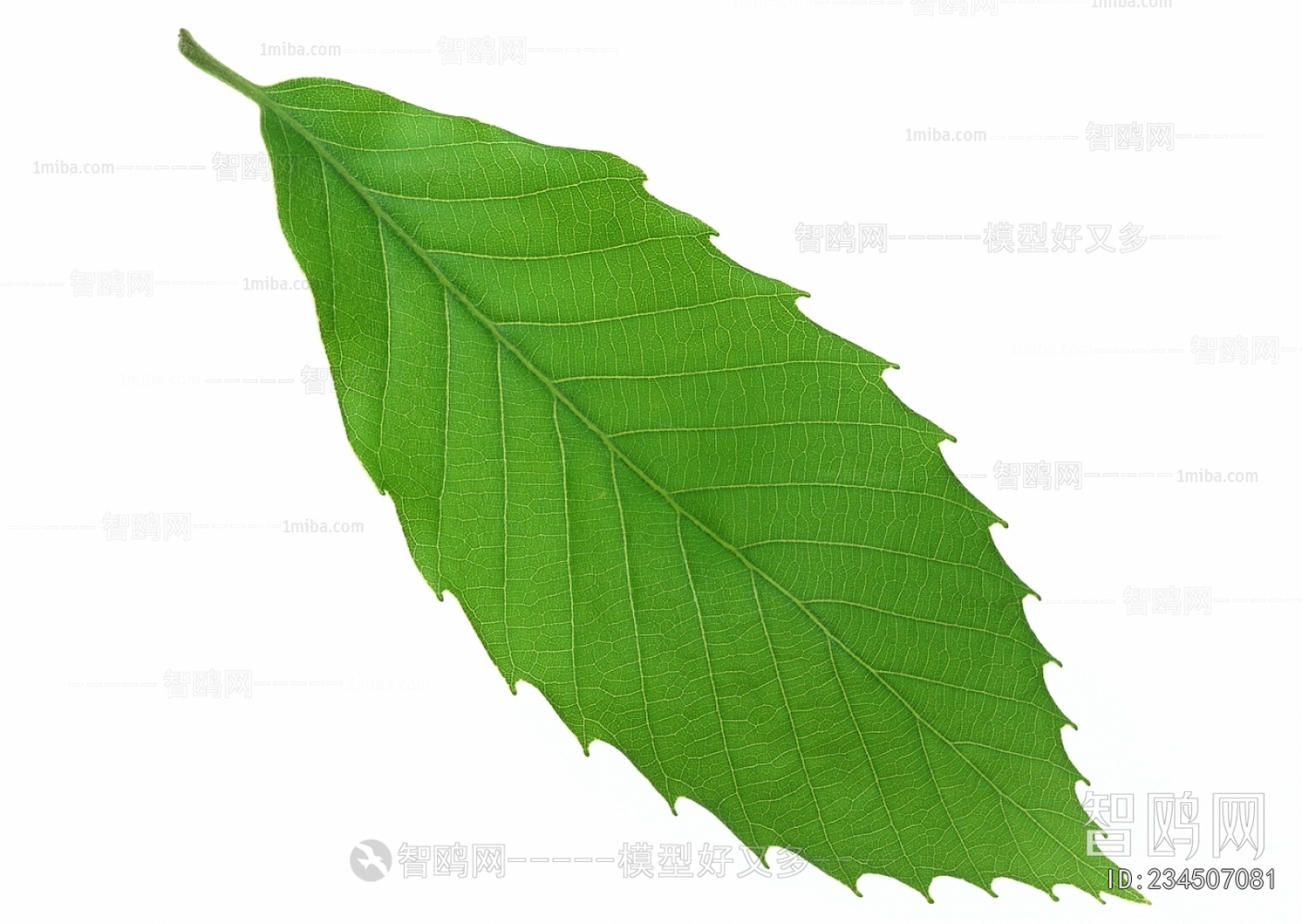 Plant Leaves