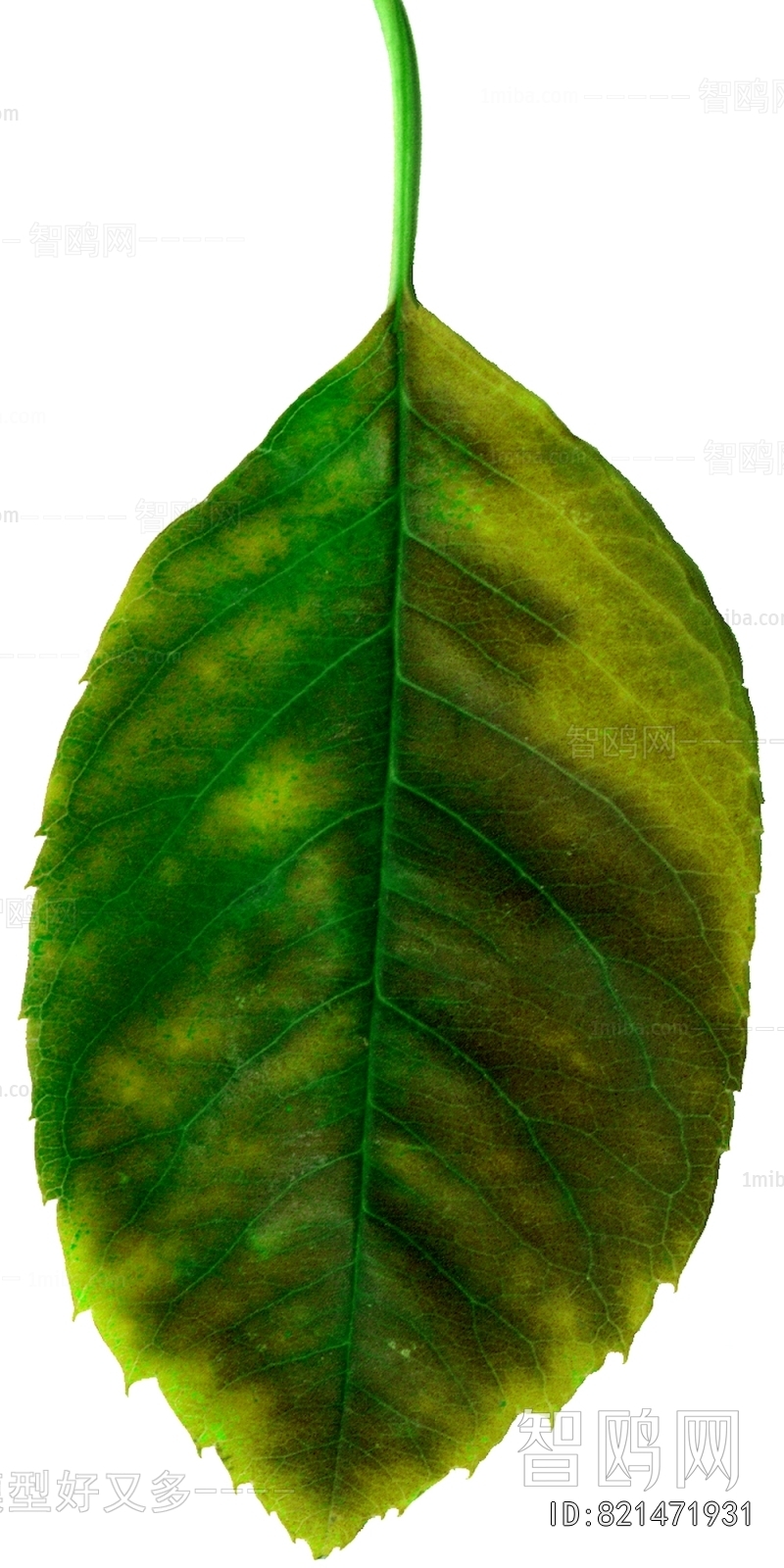 Plant Leaves
