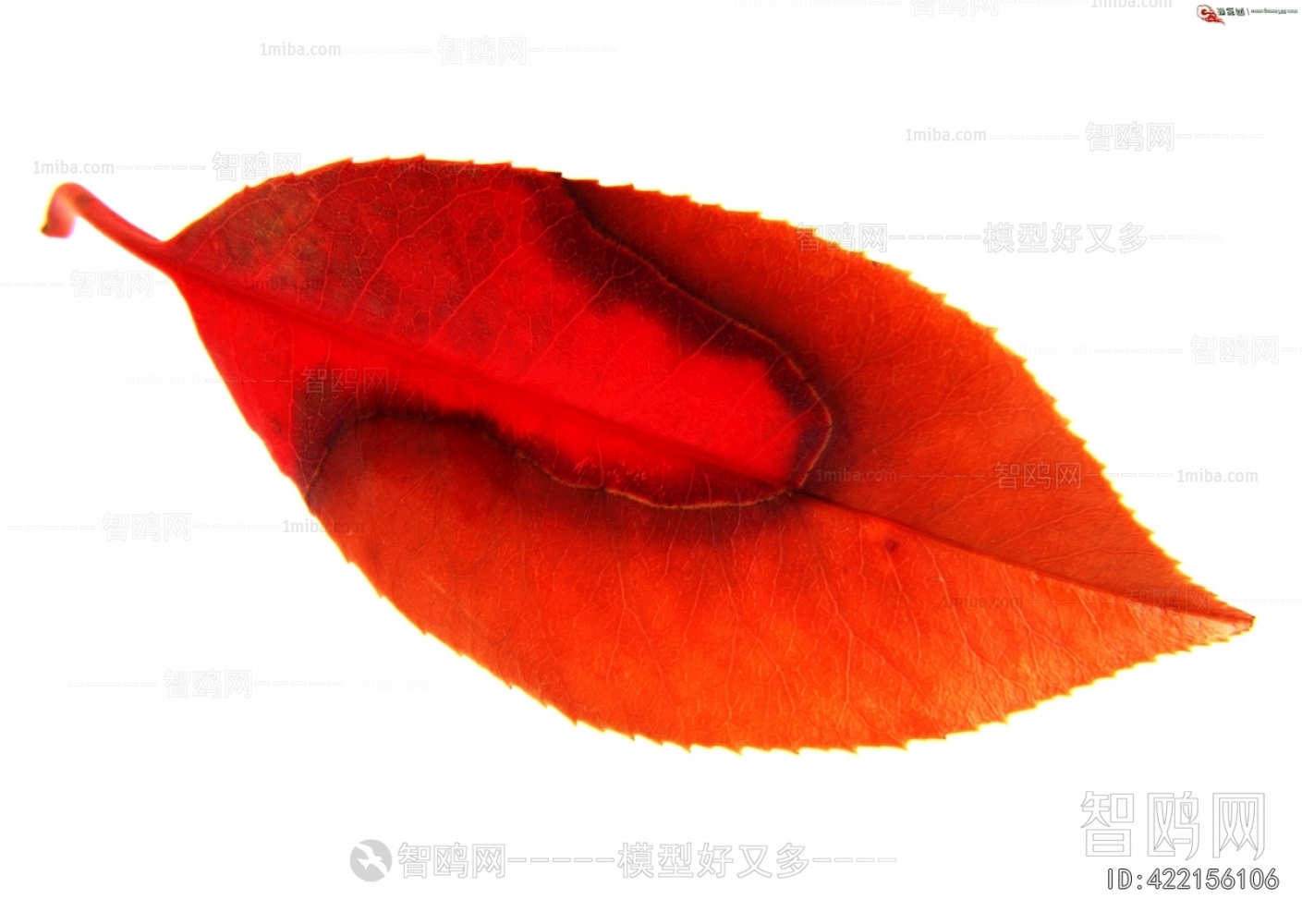 植物树叶