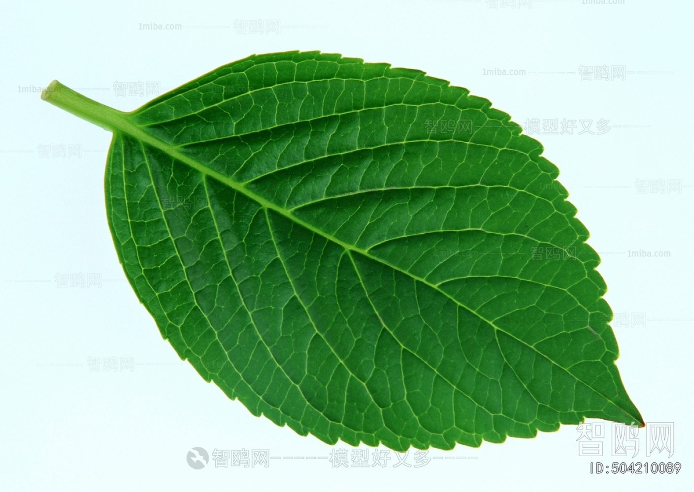 Plant Leaves