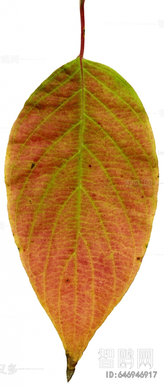 Plant Leaves