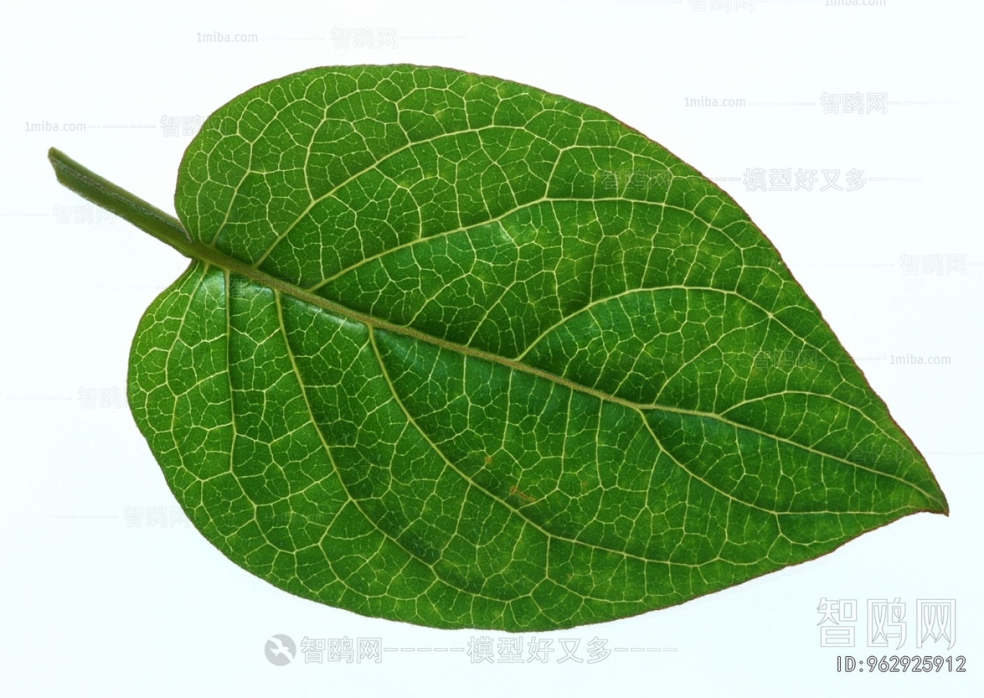 Plant Leaves