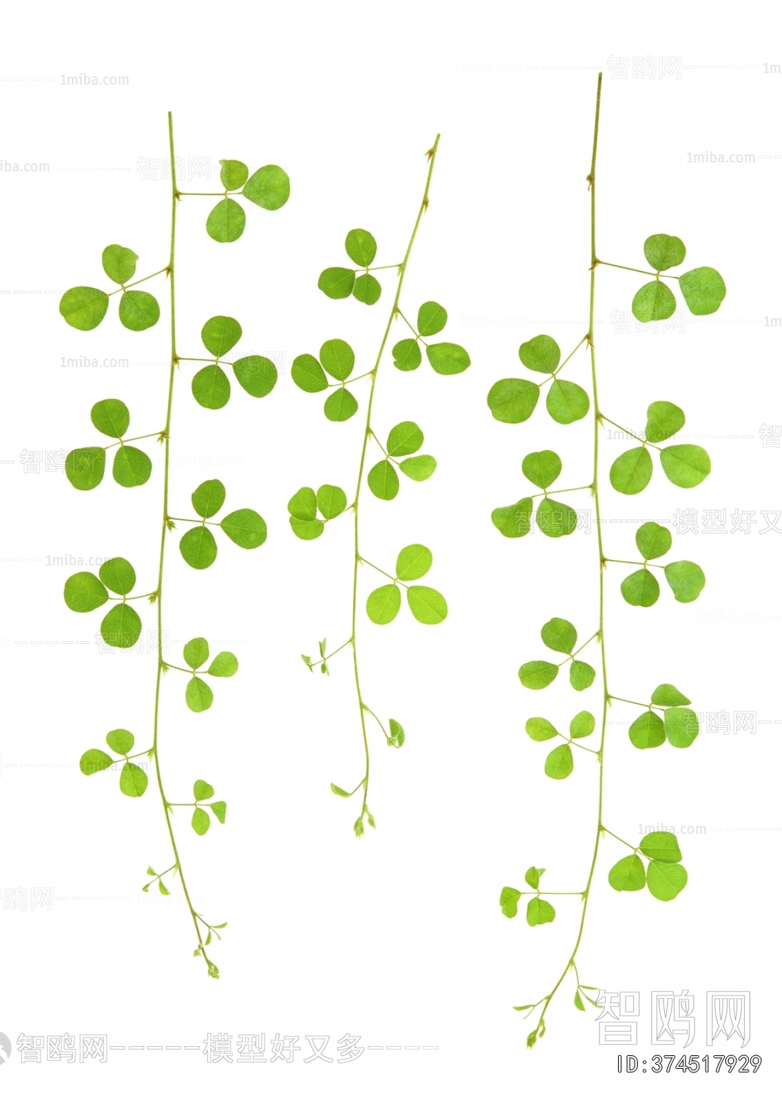 植物树叶