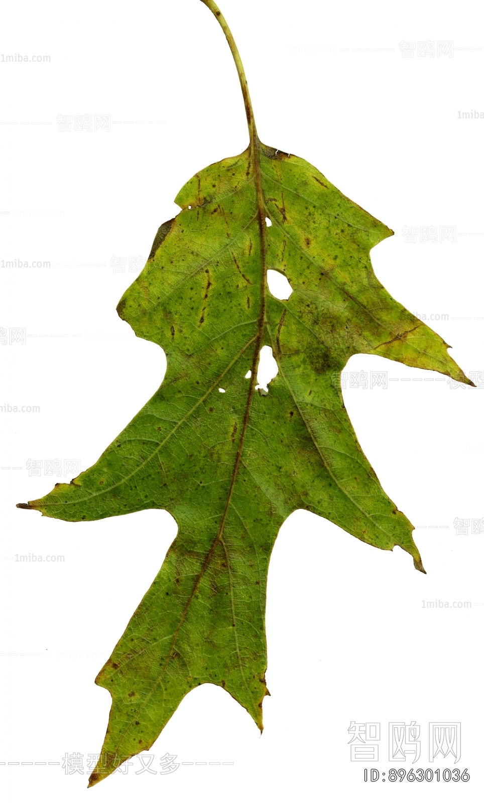 植物树叶
