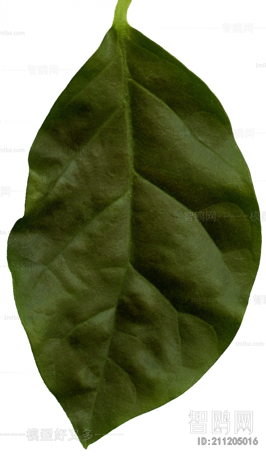 Plant Leaves