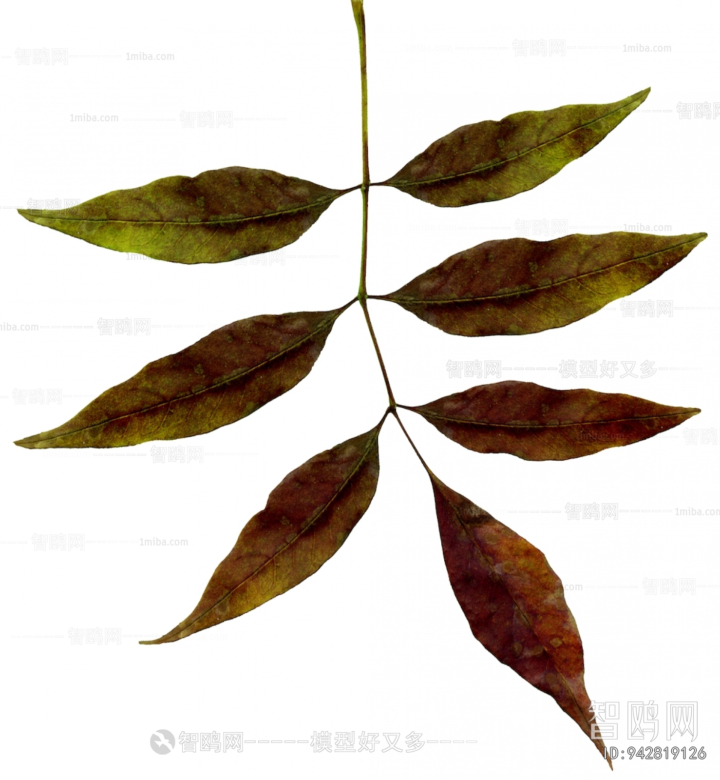 Plant Leaves