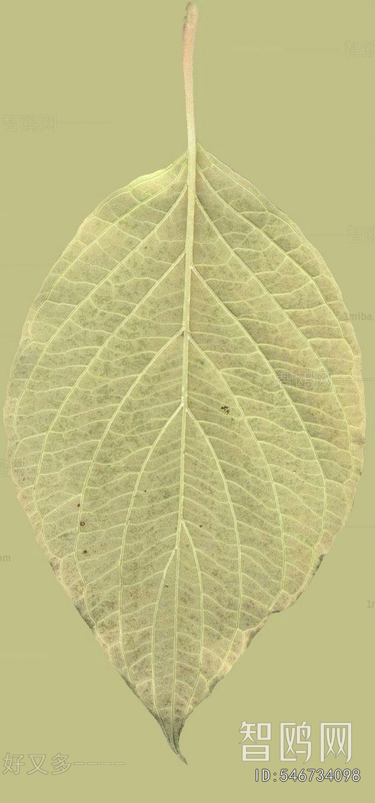 Plant Leaves