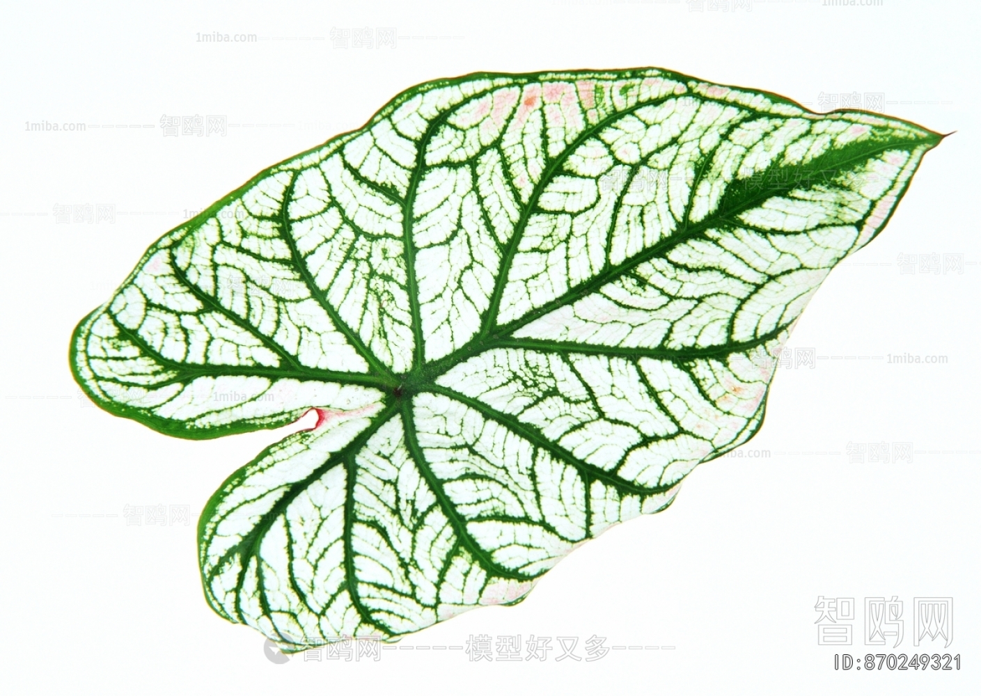 树叶