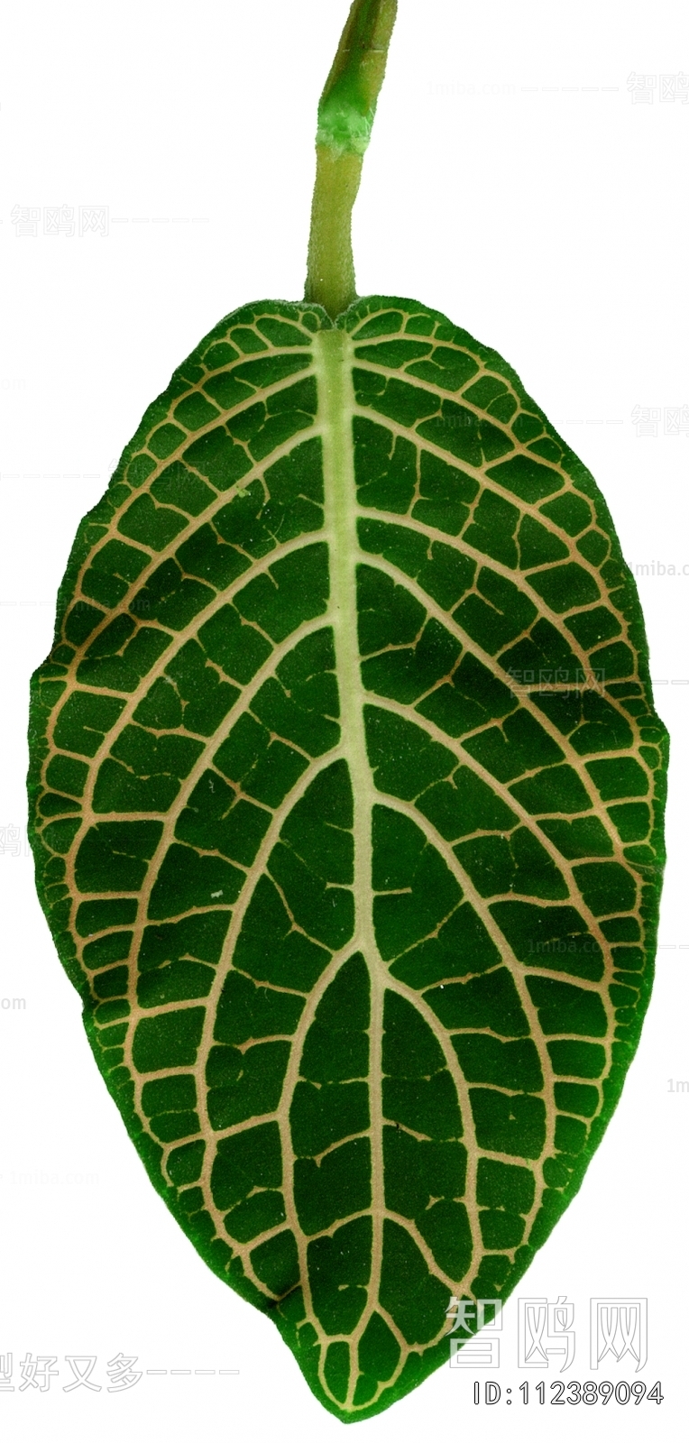 Plant Leaves