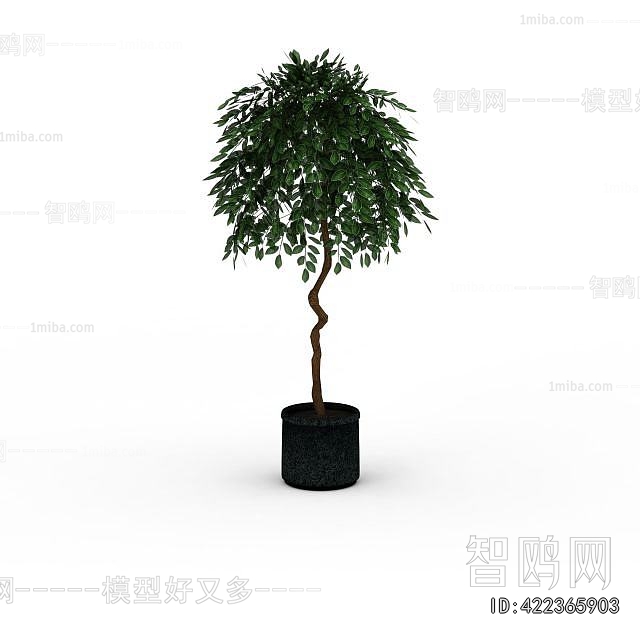 Modern Ground Green Plant Potted Plants