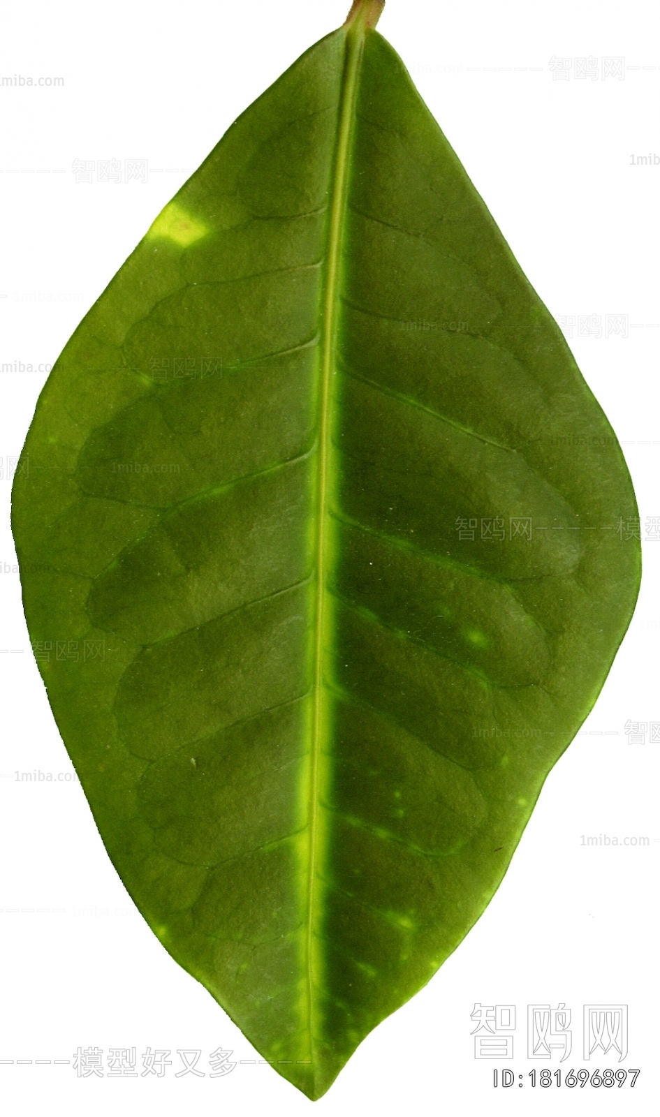 Plant Leaves