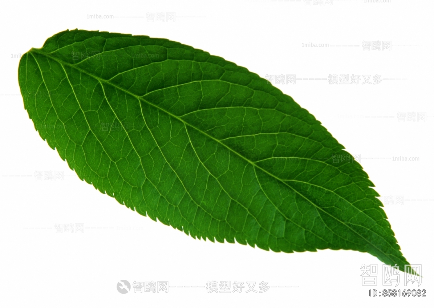 Plant Leaves