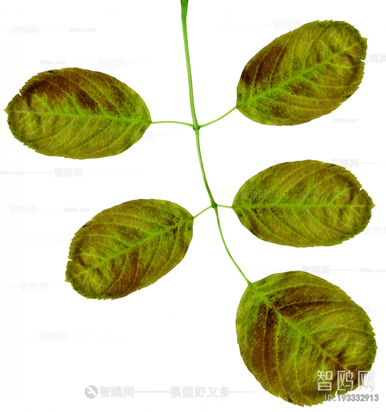 Plant Leaves